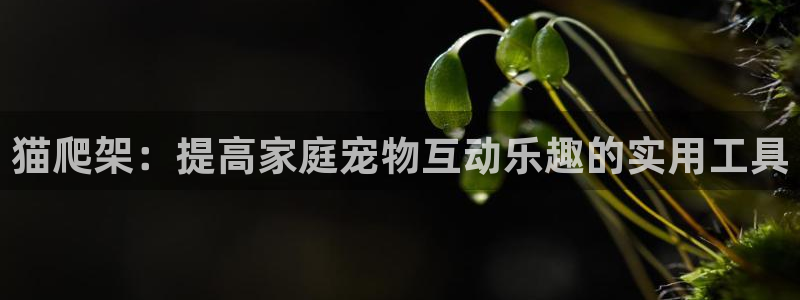 海南征途国际：猫爬架：提高家庭宠物互动乐趣的实用工具