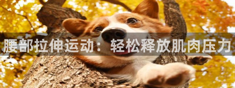 征途国际官方客服电话：腰部拉伸运动：轻松释放肌肉压力